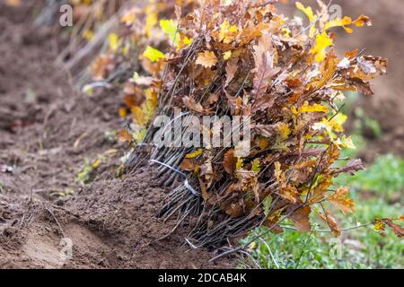 Boitin, Germany. 18th Nov, 2020. Young oak trees lie on the ground before being planted by the Güstrower Garten-Landschafts- und Forstbaugesellschaft mbH in a new forest area. A 30 hectare area will be planted during the reforestation. Credit: Jens Büttner/dpa-Zentralbild/ZB/dpa/Alamy Live News Stock Photo