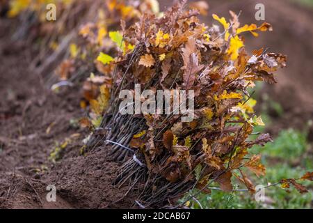 Boitin, Germany. 18th Nov, 2020. Young oak trees lie on the ground before being planted by the Güstrower Garten-Landschafts- und Forstbaugesellschaft mbH in a new forest area. A 30 hectare area will be planted during the reforestation. Credit: Jens Büttner/dpa-Zentralbild/ZB/dpa/Alamy Live News Stock Photo