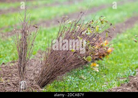 Boitin, Germany. 18th Nov, 2020. Young oak trees lie on the ground before being planted in a new forest area. During the reforestation, a 30 hectare area will be planted. Credit: Jens Büttner/dpa-Zentralbild/ZB/dpa/Alamy Live News Stock Photo