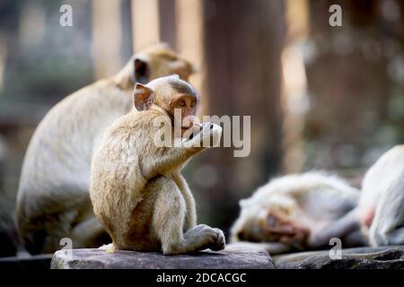Northern pig-tailed macaques  relaxing on the steps of Bayon Temple near Siem Reap, Cambodia Stock Photo