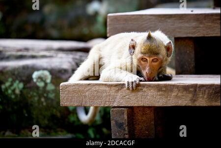 Northern pig-tailed macaques  relaxing on the steps of Bayon Temple near Siem Reap, Cambodia Stock Photo