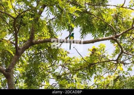 African Emerald Cuckoo (Chrysococcyx cupreus) perched on tree, native to Africa in Wondo Genet park, Ethiopia Africa wildlife Stock Photo