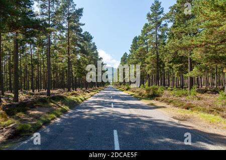 The A93 passing through pine forests near the highland town of Braemar, Scotland. Stock Photo