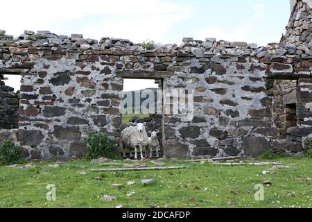 A sheep and lamb standing in the doorway of an abandoned cottage at Shiaba, a deserted village, in the Ross of Mull on the Isle of Mull