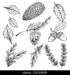 Hand drawn vector illustrations - Forest Autumn Winter collection. Spruce branches, acorns, pine cones, fall leaves. Stock Vector