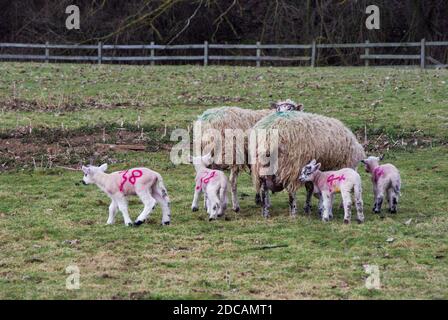 Two ewes and lambs with numbers painted on them in a field during lambing season, UK Stock Photo