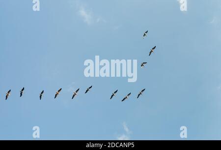 Pelicans flying against the background of clouds Stock Photo