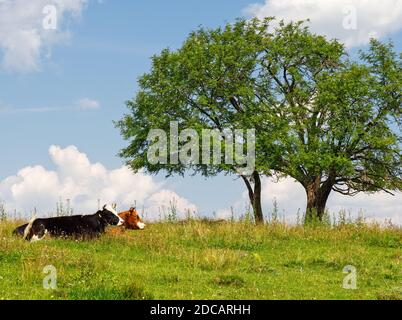 Countryside landscape with two cows lying in front of a green tree against a blue cloudy sky. Stock Photo