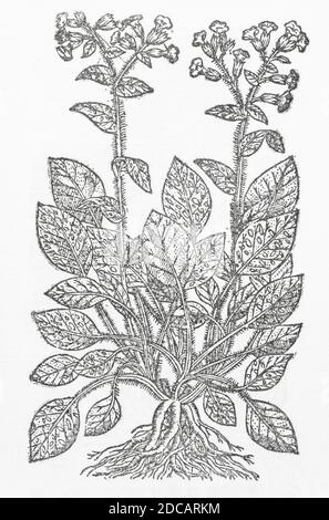 Lungwort / Pulmonaria officinalis woodcut from Gerards Herball, History of Plants. Refers as Spotted Cowslips of Jerusalem / Pulmonaria maculosa. P662 Stock Photo