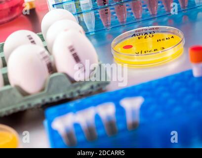 analysis of avian influenza in humans, conceptual image Stock Photo