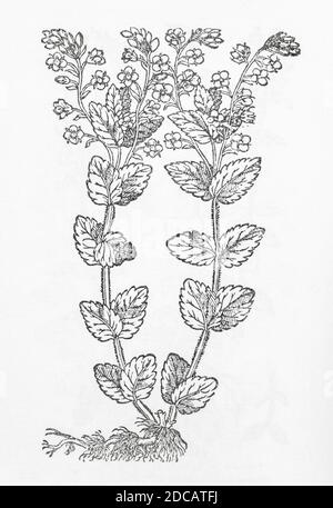 Germander Speedwell / Veronica chamaedrys woodcut from Gerarde's Herball, History of Plants. Refers as 'Wilde Germander' / Chamadrys sylvestris. P530 Stock Photo