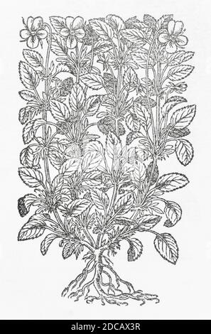 Pansy, Heartsease / Viola tricolor woodcut from Gerarde's Herball, History of Plants. Gerard refers as Viola tricolor sylvestris, Wilde Paunsies. P704