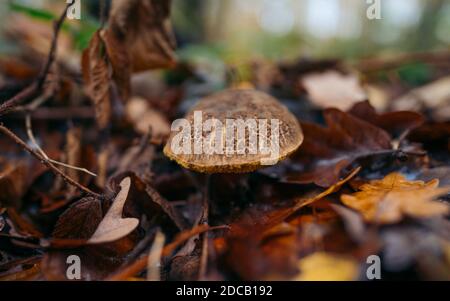 Xerocomellus chrysenteron mushroom in colorful autumnal forest with blurred background. Mushrooms growing in autumn in deciduous and coniferous forest Stock Photo