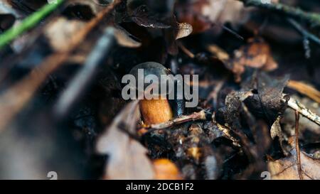 Beautiful mushroom on moss in forest in mushroom season white mushroom (Boletus edulis, King bolete). Yellow aspen leaf on autumn day. Natural wild Stock Photo