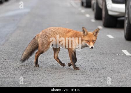 A London urban fox walks through the streets of North Camden, London on November, 2020 Stock Photo