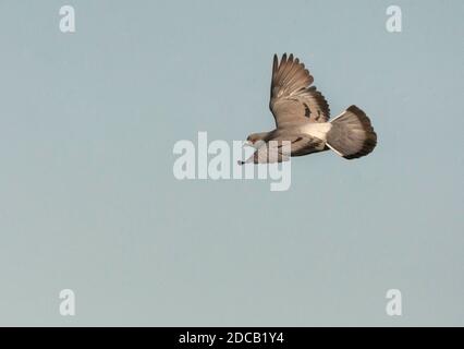 feral rock pigeon (Columba livia), in flight, Spain, Belchite Stock Photo