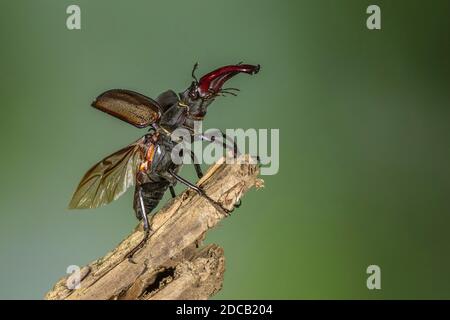 stag beetle, European stag beetle (Lucanus cervus), male, Germany, Baden-Wuerttemberg Stock Photo