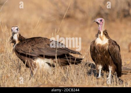 hooded vulture (Necrosyrtes monachus), adult and juvenile standing on the ground, South Africa, Mpumalanga Stock Photo