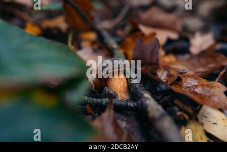 Beautiful mushroom on moss in forest in mushroom season white mushroom (Boletus edulis, King bolete). Yellow aspen leaf on autumn day. Natural wild Stock Photo