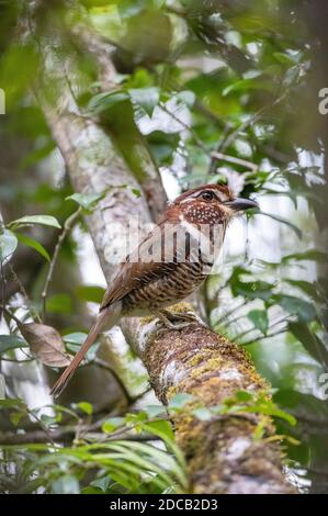 short-legged ground roller (Brachypteracias leptosomus), Adult perched in a tree in humid tropical moist lowland forest, Madagascar, Perinet National Stock Photo