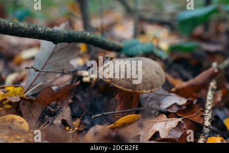 Xerocomellus chrysenteron mushroom in colorful autumnal forest with blurred background. Mushrooms growing in autumn in deciduous and coniferous forest Stock Photo