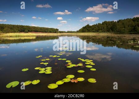 white water-lily, white pond lily (Nymphaea alba), De Teut nature reserve, Belgium, De Teut, Zonhoven Stock Photo