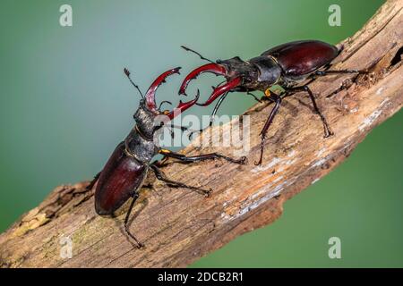 stag beetle, European stag beetle (Lucanus cervus), male, threatening gestures, Germany, Baden-Wuerttemberg Stock Photo