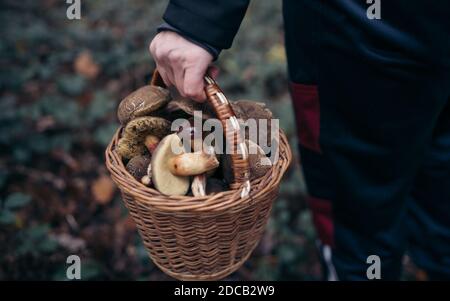 Wicker basket full of wild mushrooms in woman's hand on green background. Side view, close-up-the concept of recreation and interesting pastime