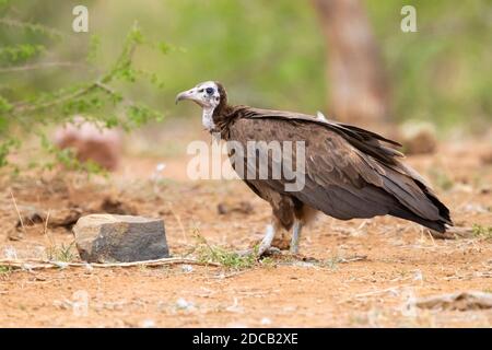 hooded vulture (Necrosyrtes monachus), side view of a juvenile standing on the ground, South Africa, Mpumalanga Stock Photo