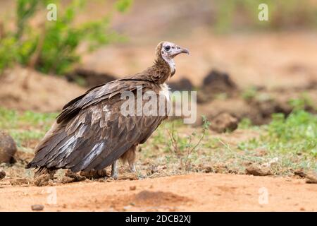 hooded vulture (Necrosyrtes monachus), side view of a juvenile standing on the ground, South Africa, Mpumalanga Stock Photo