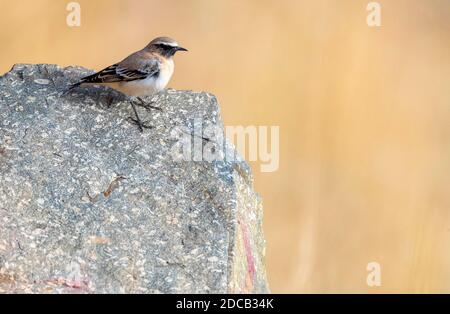 African Wheatear, Seebohm's Wheatear (Oenanthe oenanthe seebohmi, Oenanthe seebohmi), Adult male in autumn plumage, perched on a rock, Morocco Stock Photo