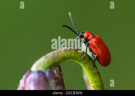 Scarlet lily beetle, Red lily beetle, Lily leaf beetle, Lily beetle (Lilioceris lilii), on a stem, Germany, Baden-Wuerttemberg Stock Photo