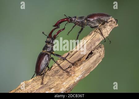 stag beetle, European stag beetle (Lucanus cervus), male, threatening gestures, Germany, Baden-Wuerttemberg Stock Photo