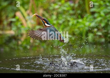 river kingfisher (Alcedo atthis), starting out of the water with catched fish in the bill, Germany Stock Photo