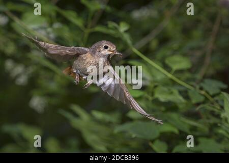 Redstart Flapping Female Common redstart, Phoenicurus phoenicurus, flying from oak tree ...