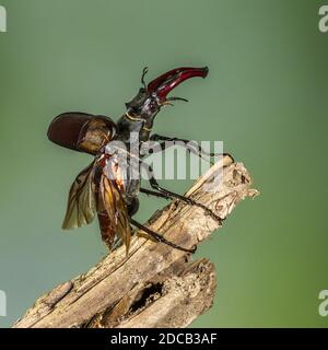 stag beetle, European stag beetle (Lucanus cervus), male, Germany, Baden-Wuerttemberg Stock Photo