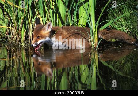 RED FOX vulpes vulpes, ADULT STANDING IN WATER Stock Photo