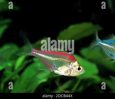 GLASSFISH chanda ranga color, ADULT Stock Photo - Alamy