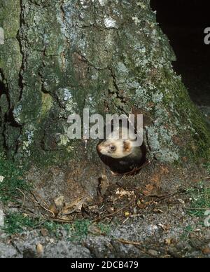 EUROPEAN POLECAT mustela putorius, ADULT EMERGING FROM HOLE IN TREE TRUNK Stock Photo