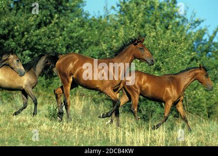 Arabian Horse. Herd trotting in the desert at sunset Egypt Stock Photo ...