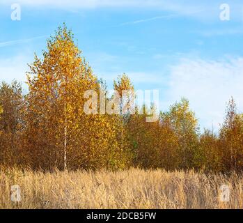 Colorful forest view with golden birch leaves an a lone pine tree Stock ...