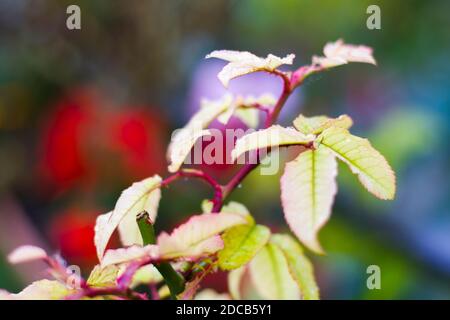 Colorful plant yellow leaves on the colorful bokeh background, beautiful nature texture Stock Photo