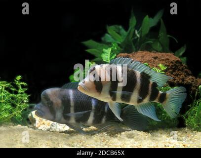 FRONTOSA CICHLID cyphotilapia frontosa, ADULTS Stock Photo