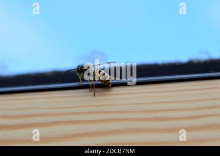 Wasp on the inside of a window frame Stock Photo