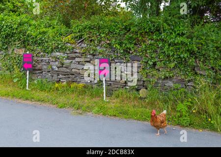 A chicken deciding which way to go Stock Photo