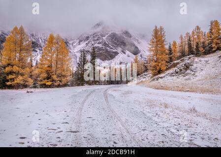 Colorful autumn view with dirt road, snowy mountains, forest with green spruces and golden larch trees, clouds and first snow on frosty cloudy morning Stock Photo