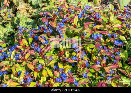 Ceratostigma plumbaginoides a summer autumn flower plant commonly known as blue flowered leadwort, stock photo image Stock Photo