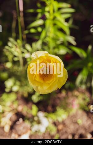One beautiful yellow poppy in the grass Stock Photo