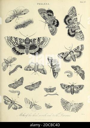 A vintage illustration of butterflies for a biology literature Stock ...