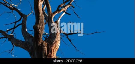 Dead branches of a tree. Old and completely dry tree against blue sky. Dead Tree without leaf. Stock Photo